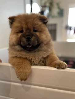 Chow chow puppies for sale gumtree best sale