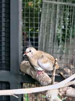 Masked Doves for sale