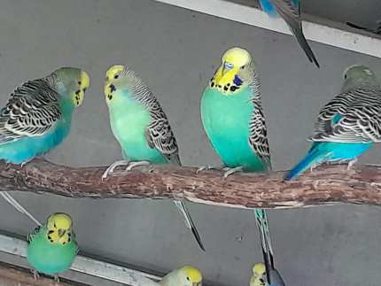 Young Budgies..Male and Female