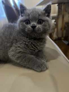 British Shorthair kitten looking for loving home