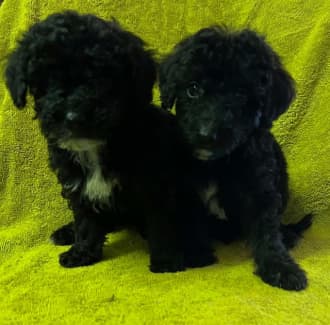 Schnoodle gumtree best sale