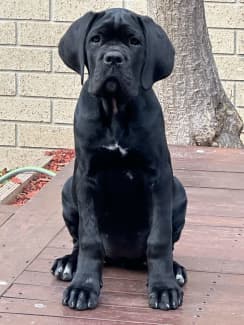 Gumtree cheap cane corso