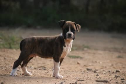 Boxer 2024 puppies gumtree