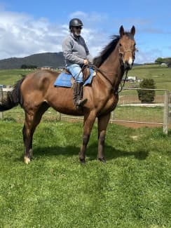 Tbred gelding looking for new home