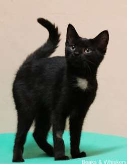 Beaks & Whiskers Rescue Kitten - Miss Trinity