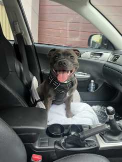 Gumtree store english staffy