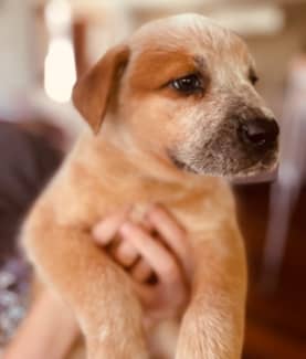 Cattle dog hot sale gumtree