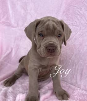 Neapolitan sales mastiff gumtree