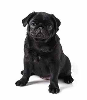 PUGS to good home! 2 female pugs need both to go to new home 