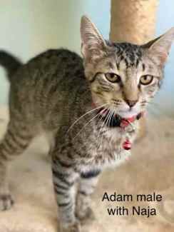 Adam - Perth Animal Rescue Inc vet work cat/kitten