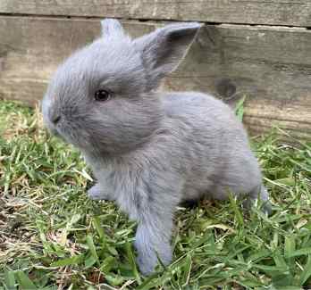 Gumtree clearance netherland dwarf