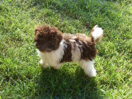 Toy Poodle chocolate/white parti colour male 10 weeks