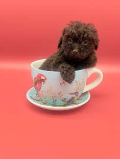 tiny teacup male poodles dark choclate
