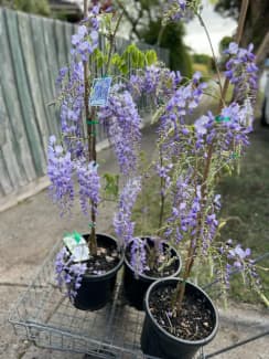 WISTERIA CHINESE PURPLE 140MM