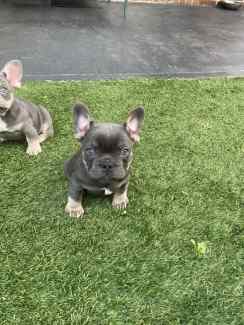 Lilac and Blue french bulldog puppy