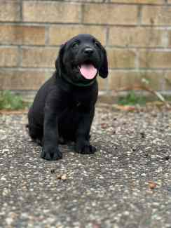 Labrador puppies pure breed ready now 