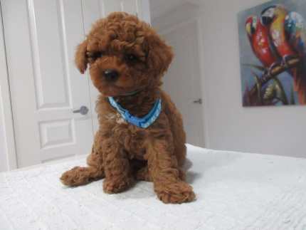 READY NOW Small Male Toy Cavoodle Pup DNA Cleared