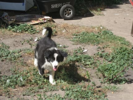 Trading post store border collie vic