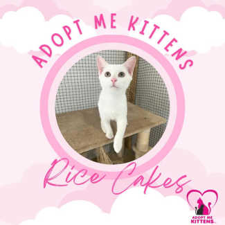 Rice Cakes, F, 01/12/23, CAT/KITTEN ADOPTION, ADOPT ME KITTENS CAIRNS