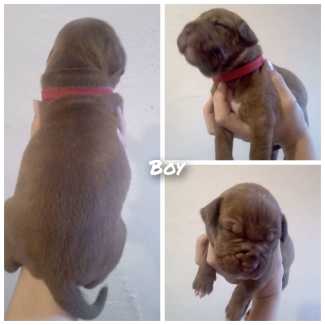 Neapolitan sales mastiff gumtree