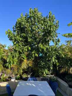 Gumtree mulberry sale