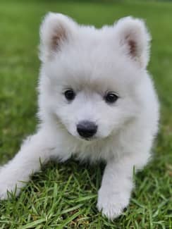 Gumtree japanese sale spitz