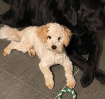 gumtree miniature poodle