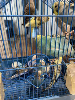 Baby Budgies for sale