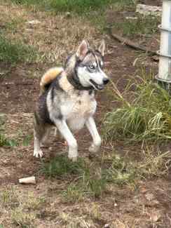 Siberian best sale husky gumtree