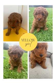RUBY RED TEDDY BEAR CAVOODLES AVAILABLE NOW