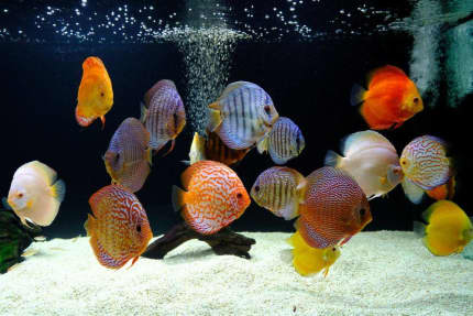 discus fish sale near me