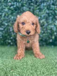 Gumtree schnoodle hot sale