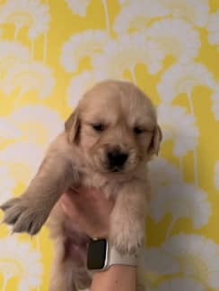 Gumtree retriever hot sale