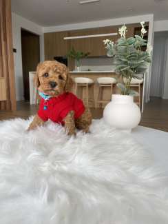 Gumtree toy hot sale cavoodle