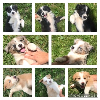 Gumtree free dogs sales