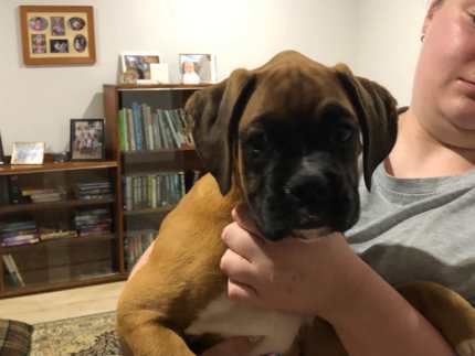 Boxer puppies best sale for sale gumtree