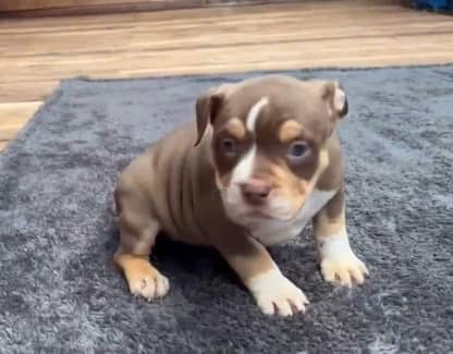 American pocket ￼bullies puppies ABKC registered ￼, Dogs & Puppies, Gumtree Australia Playford Area - Virginia