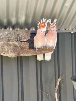 Aviary Major Mitchell’s cockatoos
