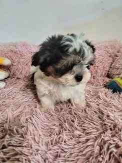 Gumtree maltese deals shih tzu