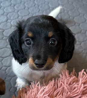 Dachshund In Sunshine Coast Region, Qld | Dogs & Puppies | Gumtree  Australia Free Local Classifieds