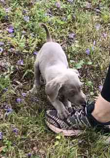 Weimaraner for shops gumtree