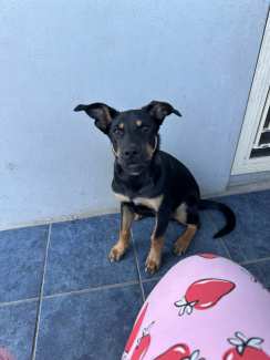 Hi this is a regrettable re-homing for my 5 month old kelpie Harley
