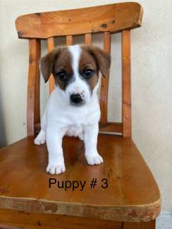 Purebred Jack Russell male puppies