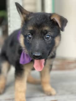 German shepherd puppies for sale sales on gumtree