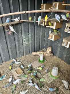 Selling bulk budgies lot over 60-70 must take all