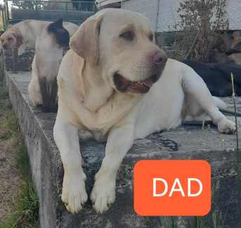 Gumtree black hot sale labrador