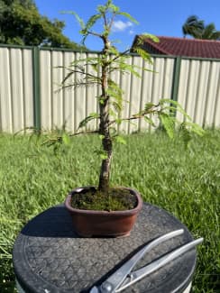 Old bougainvillea bonsai stock tree | Plants | Gumtree Australia Logan Area  - Regents Park | 1308445093