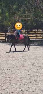 Welsh Pony for sale