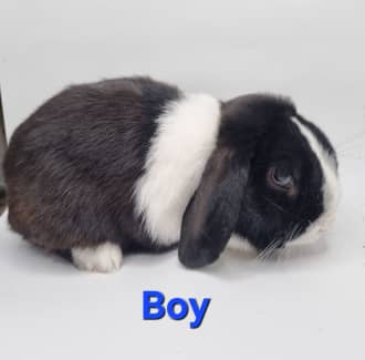 Gumtree mini hot sale lop rabbits