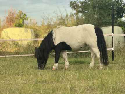 Mini x Shetland pony/horse